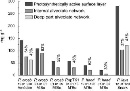 Fig. 2. Protein content of the bulk organic matter in different layers of microbialites built by the four  Phormidium species