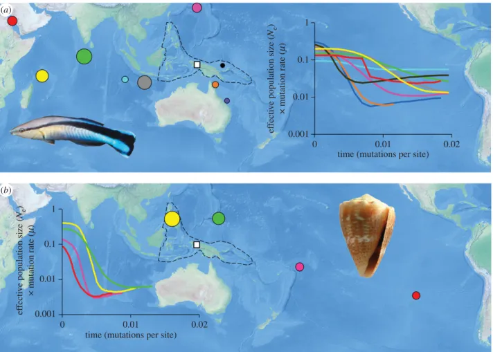Figure 1. Applications of Bayesian skyline plots to determine relative timing of population establishment: (a) bluestreak cleaner wrasse (Labroides dimidiatus) and (b) thousand-spot cone (Conus miliaris)