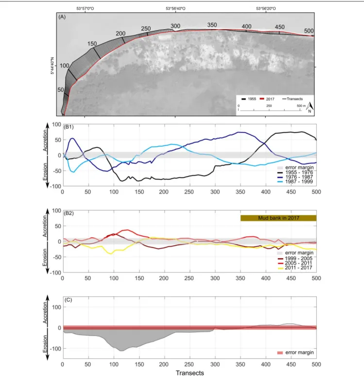 FIGURE 4 | Mobility of Yalimapo beach between 1955 and 2017: (A) transects; (B) shoreline change between 1955 and 1999 (B1), and between 1999 and 2017 (B2); (C) net shoreline variation over the period 1955–2017.