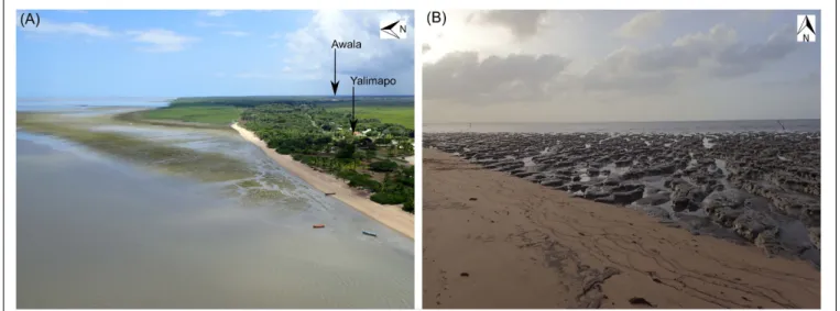 FIGURE 5 | Encroachment of a shore-attached mud bank on Yalimapo beach (see Figure 1B) since 2014, resulting in increasing inland isolation of the eastern part of the beach and of the hitherto beach-front village of Awala (A), and reworked shoreface mud in