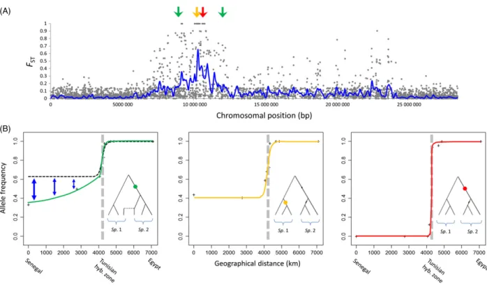 Figure 4 Genomic islands of differentiation and the information therein. (A) A genomic island of differentiation between Atlantic and Mediterranean sea bass lineages (Dicentrarchus labrax) on chromosome 7 (RAD-sequencing data from Tine et al