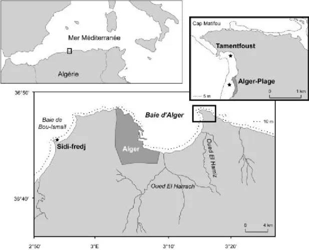 Figure 1 : Location of  the three sampling sites: Algiers Beach, Tamenfoust and Sidi  Fredj