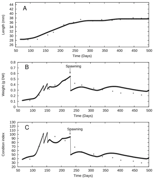 Fig. 4. Results of the adjustment of the model to experimental data of Goulletquer