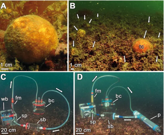 Fig 1. View of Tethya citrina (A-B) and the experimental setup (C-D) at the sponge habitat