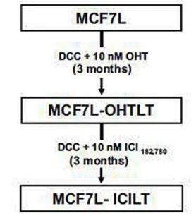 Fig. 2 MCF-7-derived cell lines. MCF7L cells were treated with 10 nM OHT in DCC medium  for  3  months  and  the  resulting  culture  was  named  MCF7L-OHTLT  (LT  long-term  treated)