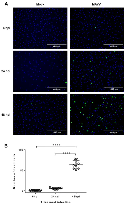 Figure 5. MAYV induces chondrocyte cell death. Primary HC were infected with MAYV at a MOI of 1.