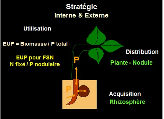 Figure  2 :  Stratégies  d’adaptation  à  la  déficience  en  phosphore  pour  une  légumineuse  nodulée