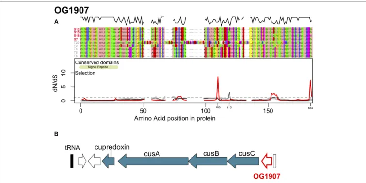 FIGURE 3 | (A) Protein alignment, conserved domains and selection along the protein sequence of OG1907