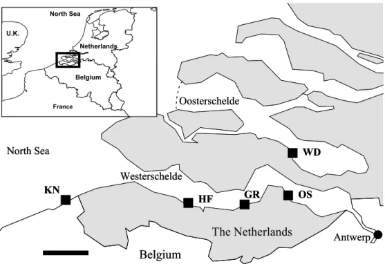 Figure 1. Map of the Westerschelde and Oosterschelde estuaries. The mussel collection  site at Wemeldinge (WD) and the four study sites are indicated: Knokke (KN), 