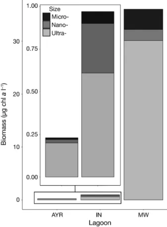 Fig. 2. Contribution of ultraphytoplankton (&lt; 5 μm, light grey), nanophytoplankton (5−20 μm, grey) and  microphyto-plankton (&gt; 20 μm, dark grey) to the total biomass, in the oligo- (AYR), meso- (IN) and hypertrophic (MW) lagoons 