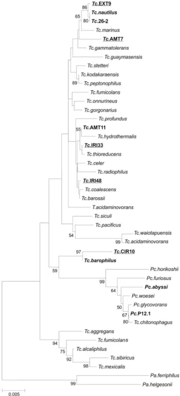 Figure 1. Phylogenetic tree of Thermococcales based on 16S rRNA gene sequences. The evolutionary history was inferred by using the Maximum Likelihood method based on the Tamura-Nei model