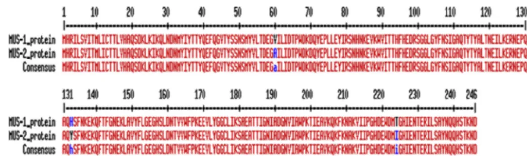 TABLE 2. MICs of β -lactams for Myroides odoratimimus 35a, TOP10 Escherichia coli and TOP10 E