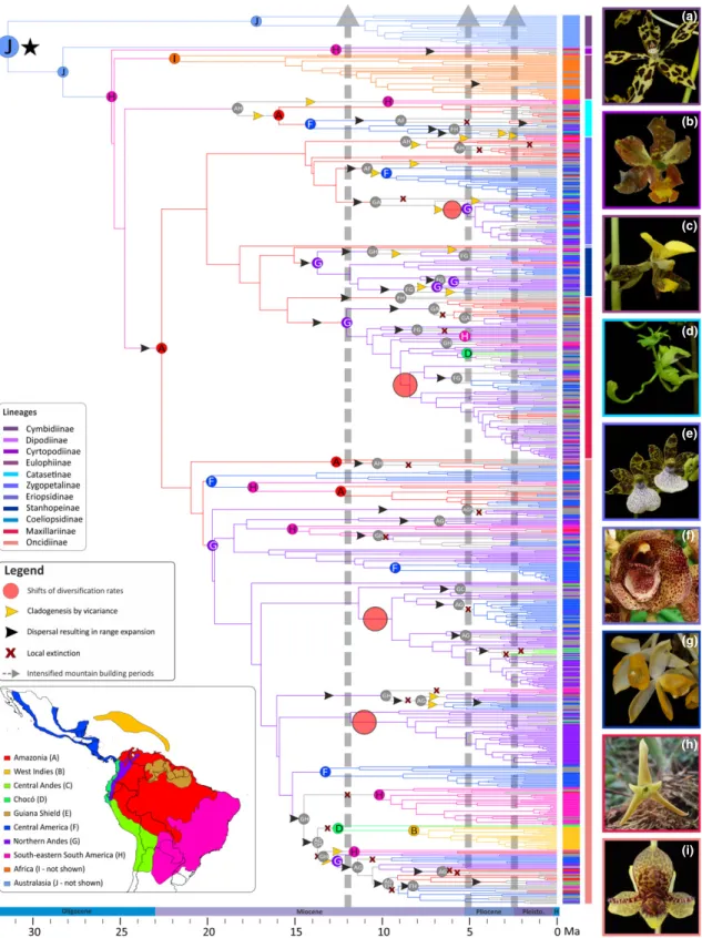 Fig. 1 Biogeographical history of Cymbidieae orchids. Letters on the coloured circles at the nodes indicate the estimated ancestral area with the highest probability as inferred by B IO G EO B EARS 