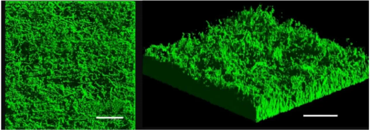 Figure 1. Confocal laser scanning microscopy (CLSM) observation of V. tapetis CECT4600-GFP biofilm grown for 48 h in a flow cell chamber at 18 ◦ C, top view (left) and three-dimensional view (right), scale bar represents 50 µm.