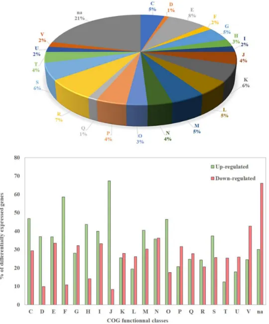 Figure 2. Distribution of differentially expressed genes in clusters of orthologous groups (COG) classes (top panel) and percentage of genes of each COG which are up- or down-regulated in the biofilm vs planktonic condition (bottom panel)