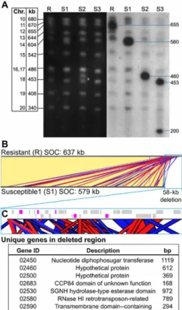 Fig. 2. Comparison of SOC from O. mediterraneus RCC2590 virus-resistant (R)  and virus-susceptible (S) lines