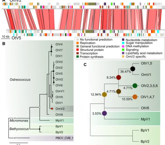 Fig. 5. Phylogenomic analysis of prasinovirus OmV2. (A) Whole-genome alignment of OmV2 compared to the O