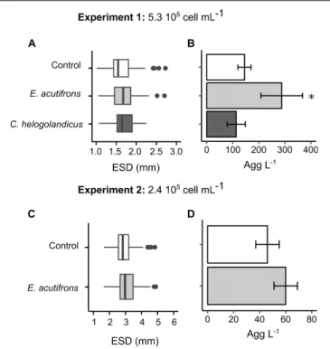 FIGURE 2 | Influence of copepod grazing on aggregation of free S. marinoi cells at high (top) and low (bottom) initial concentrations