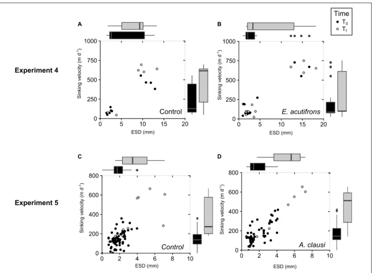 FIGURE 3 | Change in C. neogracile aggregate characteristics over the course of the incubation (Experiments 4 and 5): on the left for controls (A,C) and on the right in copepod tanks containing E