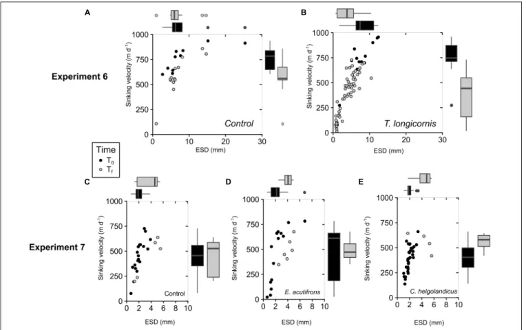 FIGURE 4 | Change in S. marinoi aggregate characteristics over the course of the incubation (Experiments 6 and 7) for controls (A,C) and for copepod tanks containing T