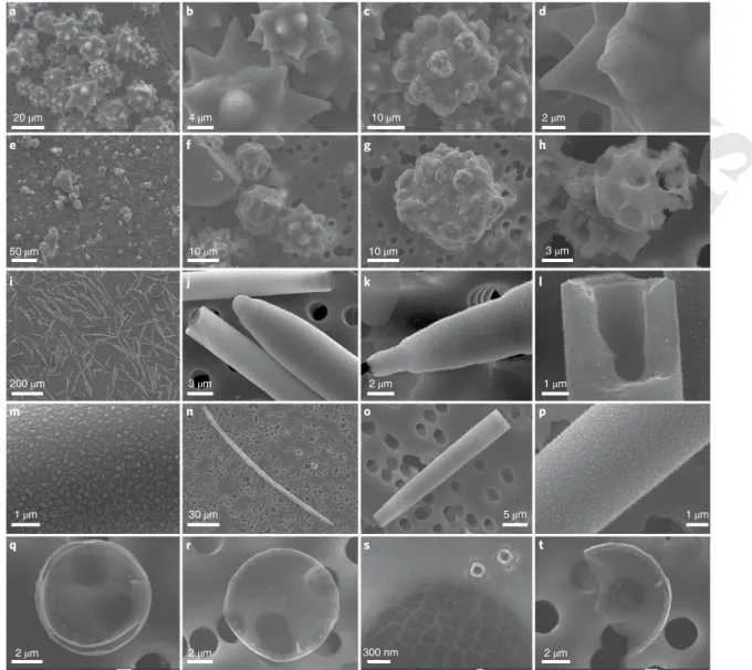 Fig. 2 | Diatom and sponge BSi skeletons during digestion in 1% sodium carbonate at 85 °C