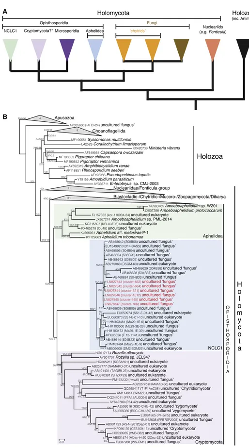 Figure 1. Phylogeny Assessing the Placement of the NCLC1 SSU rDNA Sequences Relative to the Fungi and Other Opithokonts