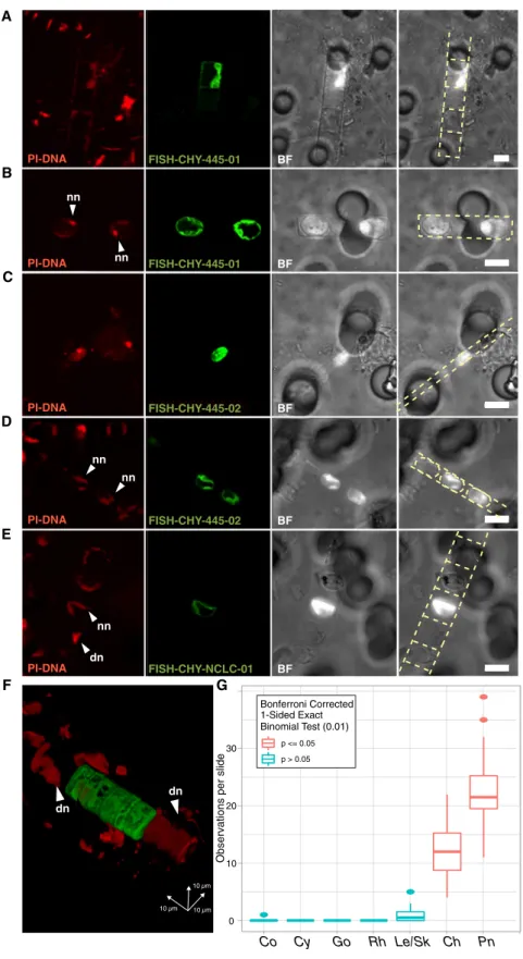 Figure 2. FISH Microscopy Evidence for NCLC1 Intracellular Associations with Diatom Phytoplankton