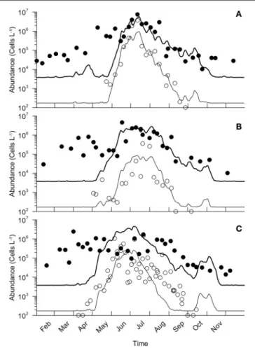 FIGURE 8 | Comparison between simulations of A. minutum (thin line) and total cells (bold line) with density estimates for A