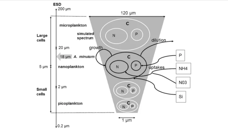 FIGURE 2 | Conceptual model of the size class spectrum used. For each cell size, a quota of nitrogen and phosphate controls the growth rate (µ)