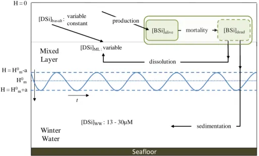 Fig. 2. Schematic representation of the box model, adapted from Platt et al. (2003). Dissolved silicon in the mixed layer (DSi ML ) is supplied by the Winter Water (WW) through mixing, by the dissolution of non-living diatoms (BSi D ) in the mixed layer (M