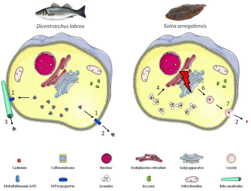 Figure 2: Subcellular Cd dynamics in hepatocytes of sea bass Dicentrachus labrax and Senegalese sole Solea senegalensis