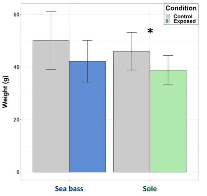 Figure 5 : Weight (g) (mean ± sd) of sea bass Dicentrarchus labrax and Senegalese sole Solea senegalensis after 60 days of Cd dietary exposure for both treatments (exposed  and control fish, n = 3)