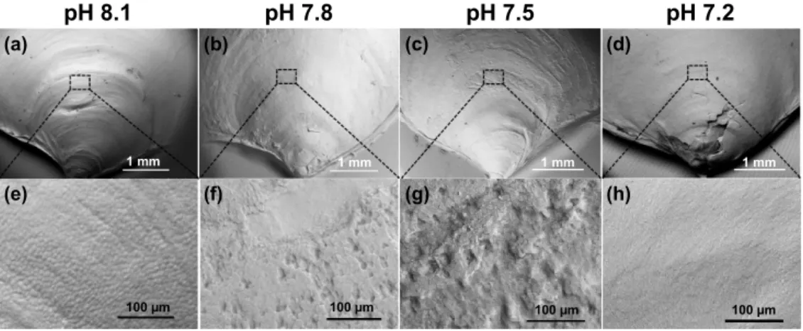 Figure 2. Scanning electron micrographs of 35-day-old juvenile Magallana angulata shells cultured at ambient or control pH 8.1 (a, e), treatment pH 7.8 (b, f), pH 7.5 (c, g) and pH 7.2 (d, h) were compared