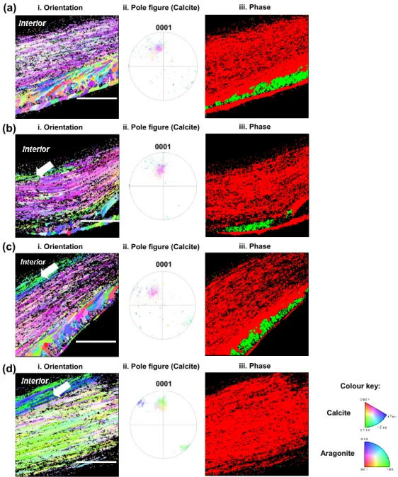 Figure 4. Electron back-scattered diffraction analyses of shells grown for 35 days at control pH 8.1 (a), treatment pH 7.8 (b), pH 7.5 (c) and pH 7.2 (d)