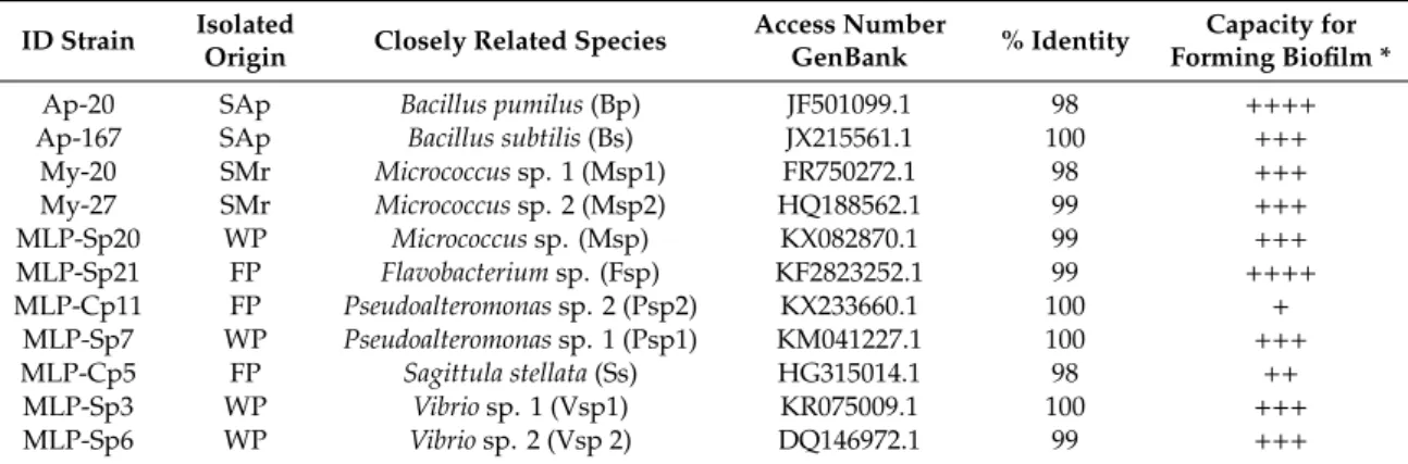 Table 1. Native biofilm forming marine bacteria from coasts of Baja California Sur selected for being used in antibacterial and anti-adherent activity assays.