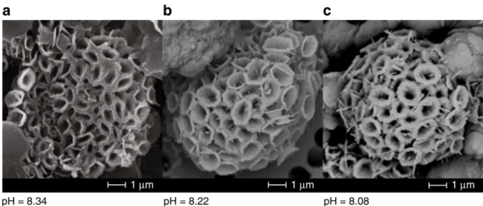Fig. 7 Scanning electron images of typical O. neapolitana coccolithophores from the three p CO 2 treatments