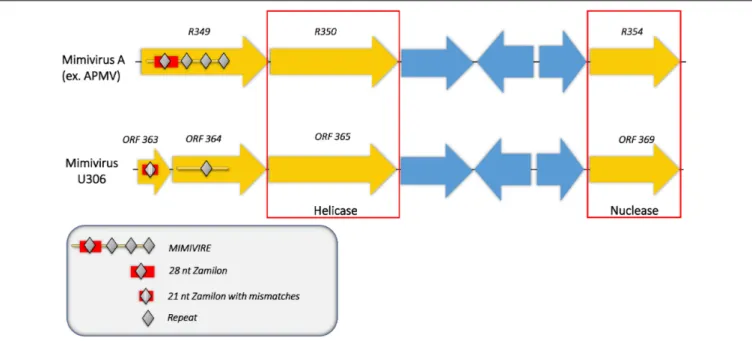 FIGURE 2 | Comparison of the MIMIVIRE sequences between Mimivirus U306 and APMV. Mimivirus U306 lacks the repetitive motifs and presents a truncated MIMIVIRE sequence compared to APMV and the other Mimiviruses lineage A