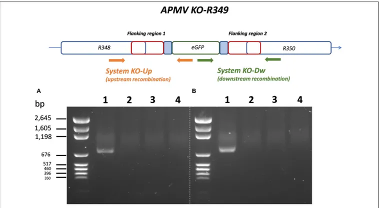 FIGURE 5 | Specific PCR characterization of the recombinant KO-R349 obtained from the transfection experiment