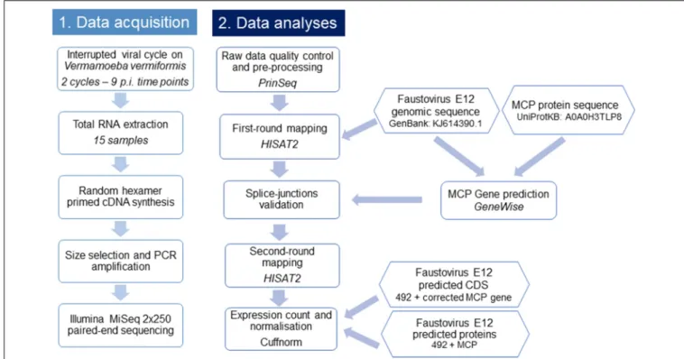 FIGURE 1 | Flowchart illustrating the workflow of this study. This flowchart shows the general pipeline of this RNA-seq study, starting from sample preparation and RNA extraction to cDNA sequencing and data analyses