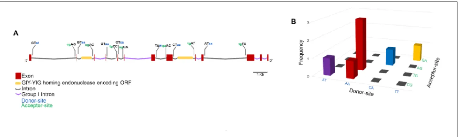 FIGURE 5 | Faustovirus E12 major capsid protein gene structure. The MCP gene contains 13 exons and 12 introns among which five are group I self-spliced introns and two contain a GIY-YIG homing endonuclease inserted ORF