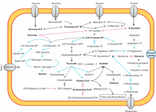 Figure 4. Schematic representation of the metabolic pathways associated with carbohydrate and lipid metabolism involving Lactobacillus genomes