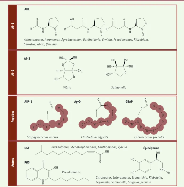 Figure 2. Principales molécules du quorum sensing bactérien. Les bactéries utilisent des molécules de communications variées