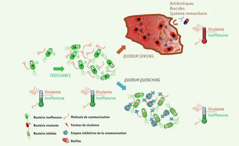 Figure 3.  Rôle du quorum sensing dans la mise en place de l’infection et de la protection grâce à l’utilisation d’enzyme inhibitrice