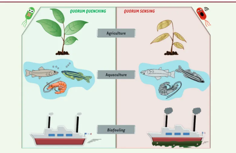 Figure 4. Le quorum quenching offre de nombreuses perspectives pour limiter les infections chez les plantes et les animaux ou pour lutter contre le  biofouling