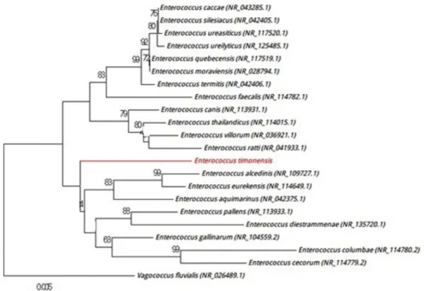 FIG. 1. Positioning of ‘ Enterococcus timonensis ’ strain Marseille-P2817 relative to other phylogenetically close neighbours in phylogenetic tree