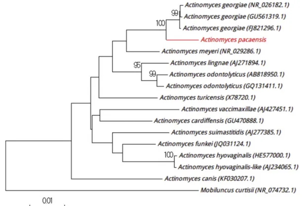 FIG. 4. Positioning of ‘ Actinomyces pacaensis ’ strain Marseille-P2985 relative to other phylogenetically close strains in phylogenetic tree