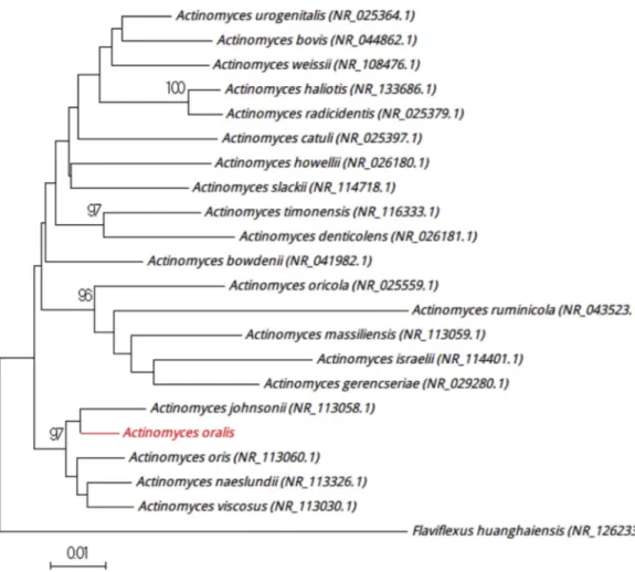 FIG. 5. Positioning of ‘ Actinomyces oralis ’ strain Marseille-P3109 relative to other phylogenetically close strains in phylogenetic tree