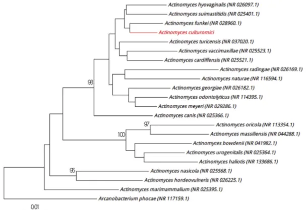 FIG. 6. Positioning of ‘Actinomyces culturomici’ strain Marseille-P3561 relative to other phylogenetically close strains in phylogenetic tree