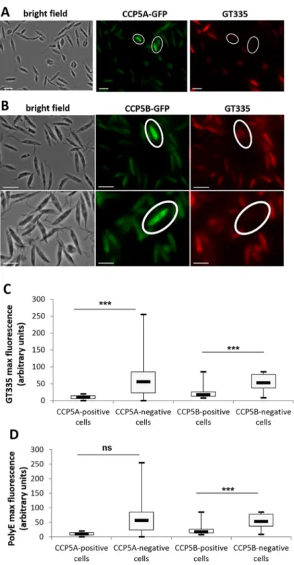 Fig 3. CCP5A and CCP5B are deglutamylases. (A) Immunofluorescence assay: CCP5A-GFP fluorescence in green and GT335 immunofluorescence in red (Texas Red)