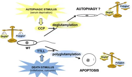 Fig 7. Model: relationship between cellular deglutamylation/polyglutamylation balance, RCD and autophagy